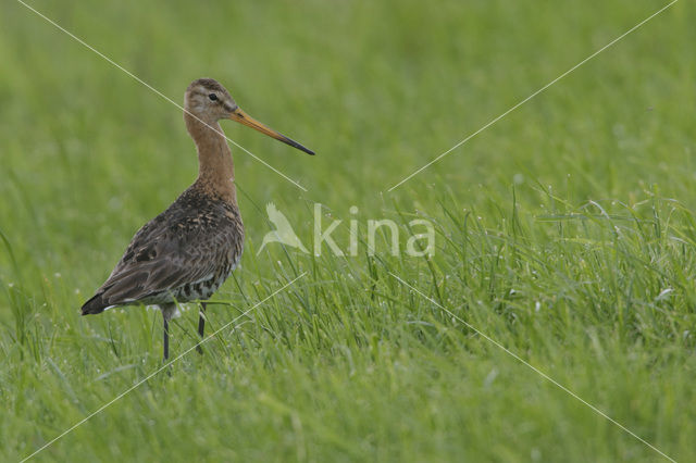 Grutto (Limosa limosa)