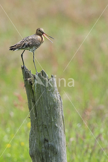 Grutto (Limosa limosa)