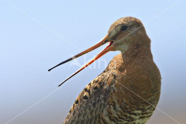 Grutto (Limosa limosa)