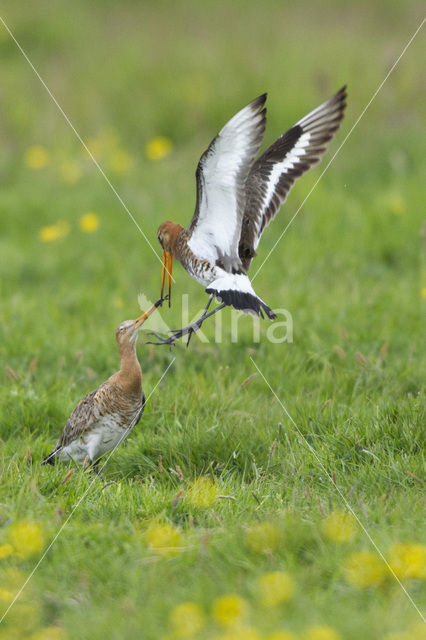 Grutto (Limosa limosa)