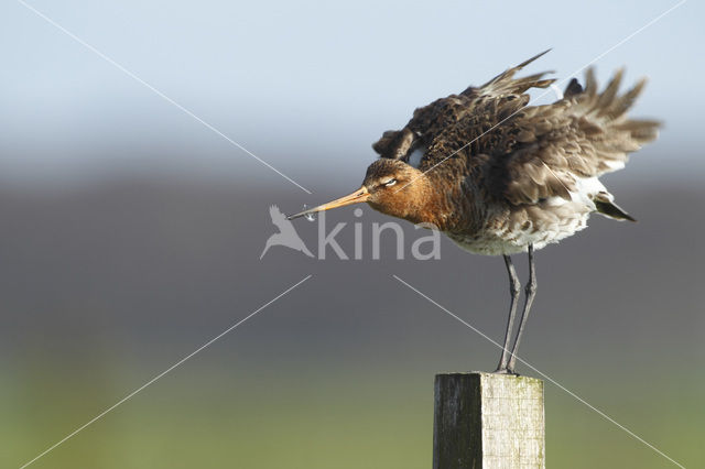 Grutto (Limosa limosa)