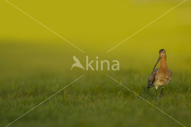 Grutto (Limosa limosa)