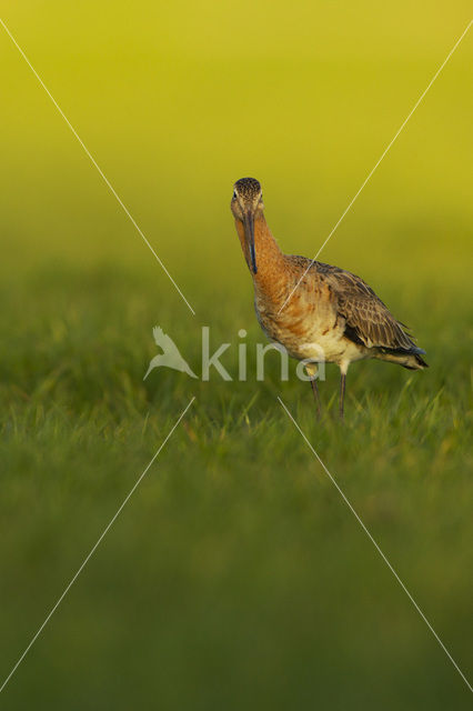 Grutto (Limosa limosa)