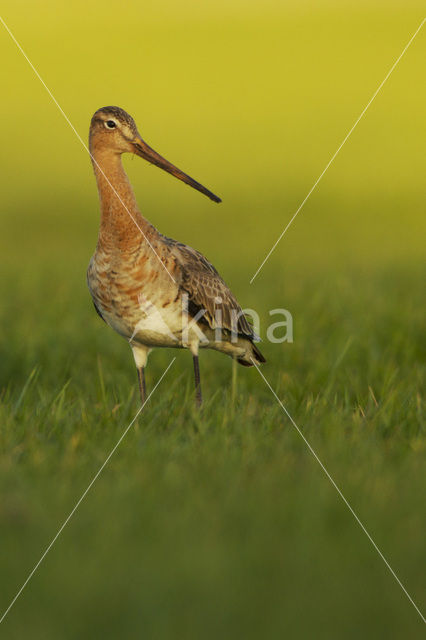 Grutto (Limosa limosa)