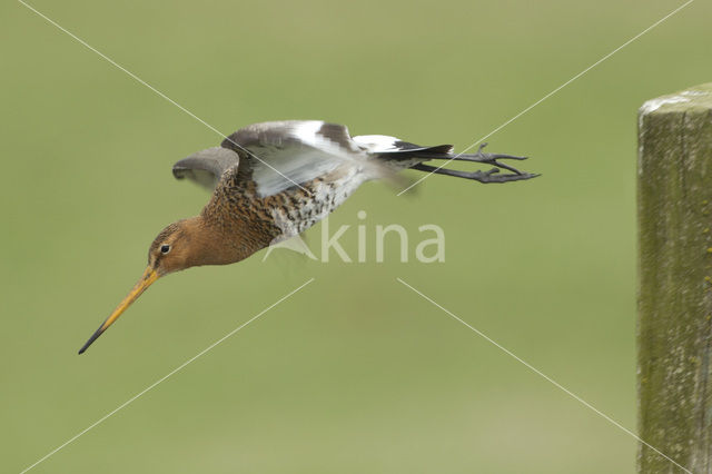 Grutto (Limosa limosa)