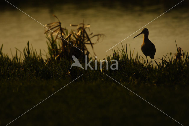 Grutto (Limosa limosa)