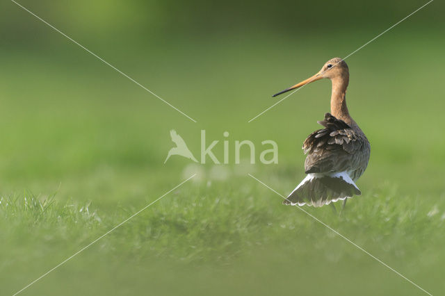 Grutto (Limosa limosa)