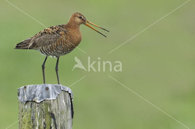 Grutto (Limosa limosa)