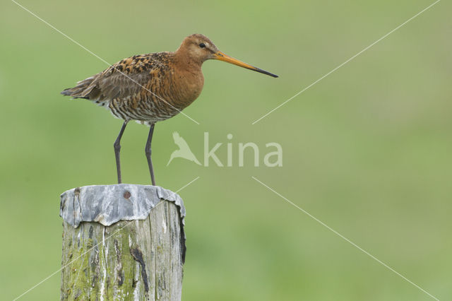 Grutto (Limosa limosa)