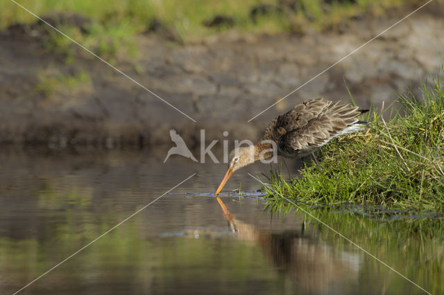 Grutto (Limosa limosa)