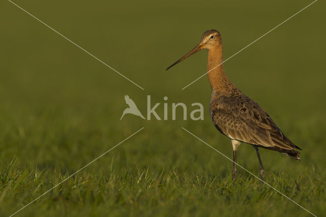 Grutto (Limosa limosa)