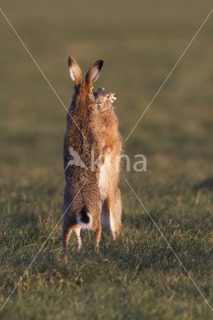 Haas (Lepus europaeus)