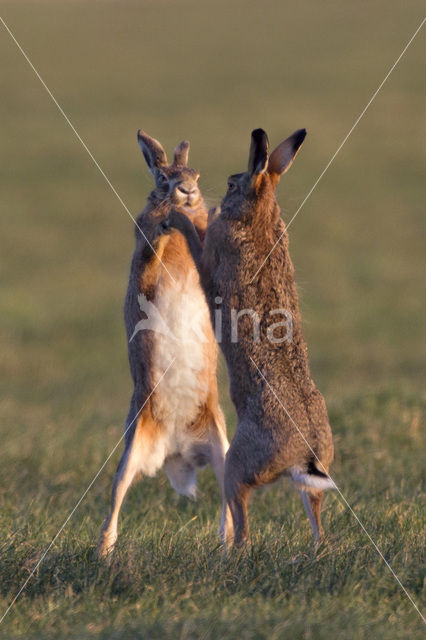 Haas (Lepus europaeus)