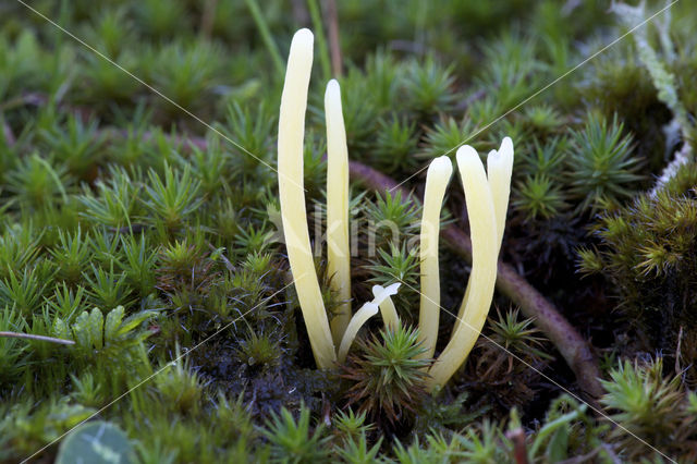 Heideknotszwam (Clavaria argillacea)