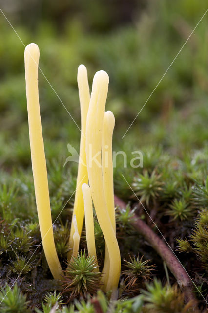 Heideknotszwam (Clavaria argillacea)