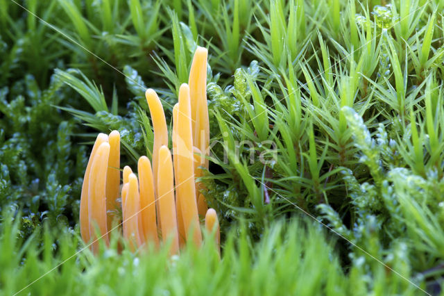 Heideknotszwam (Clavaria argillacea)