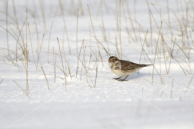 IJsgors (Calcarius lapponicus)