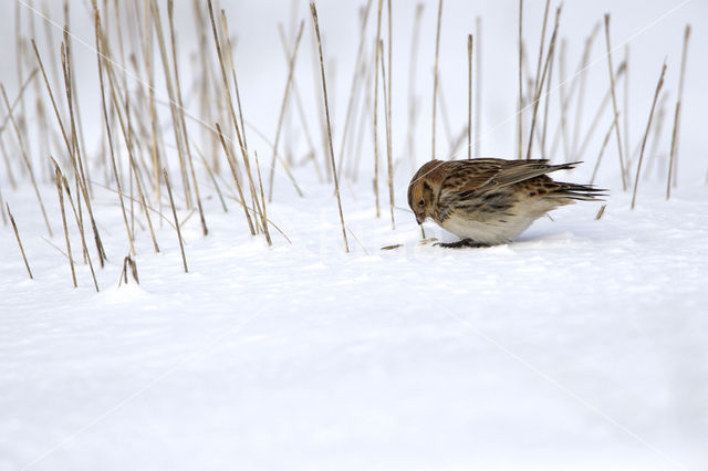 IJsgors (Calcarius lapponicus)