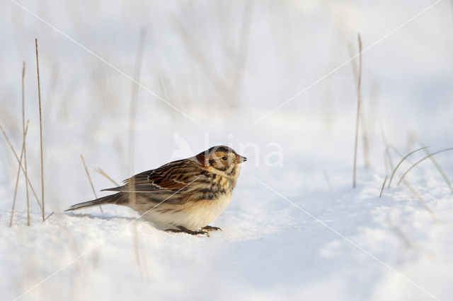 IJsgors (Calcarius lapponicus)