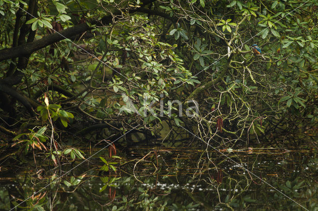 IJsvogel (Alcedo atthis)