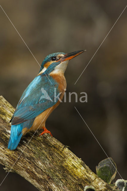 IJsvogel (Alcedo atthis)