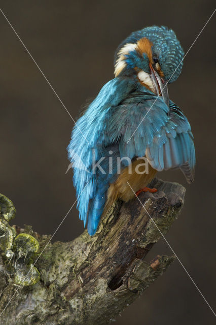 IJsvogel (Alcedo atthis)