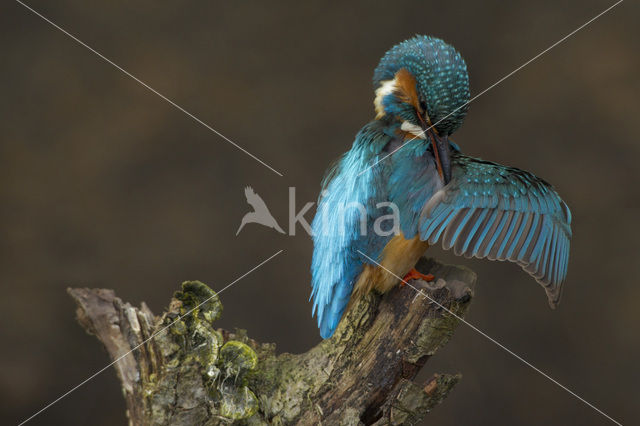 IJsvogel (Alcedo atthis)