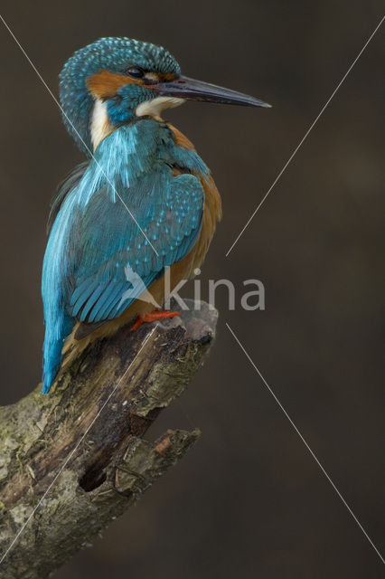 IJsvogel (Alcedo atthis)