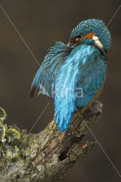 IJsvogel (Alcedo atthis)