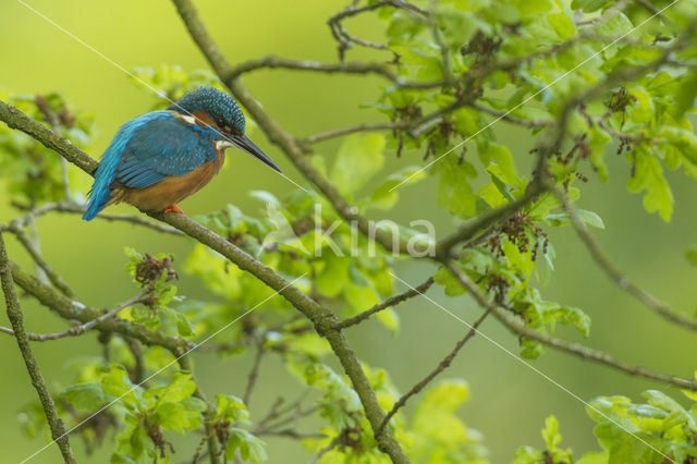 IJsvogel (Alcedo atthis)