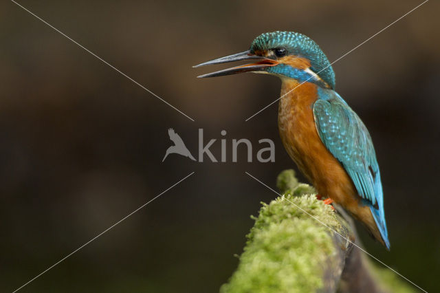 IJsvogel (Alcedo atthis)