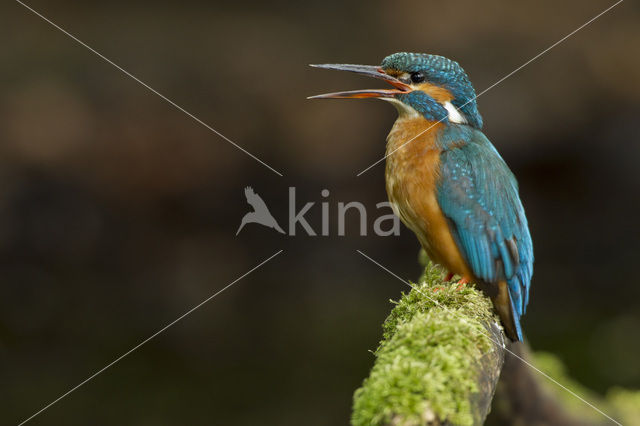 IJsvogel (Alcedo atthis)