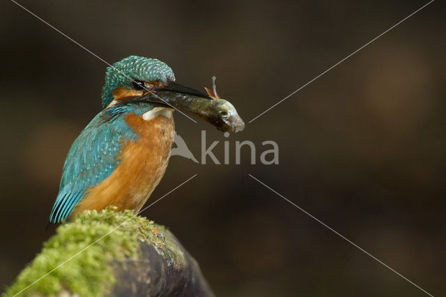 IJsvogel (Alcedo atthis)