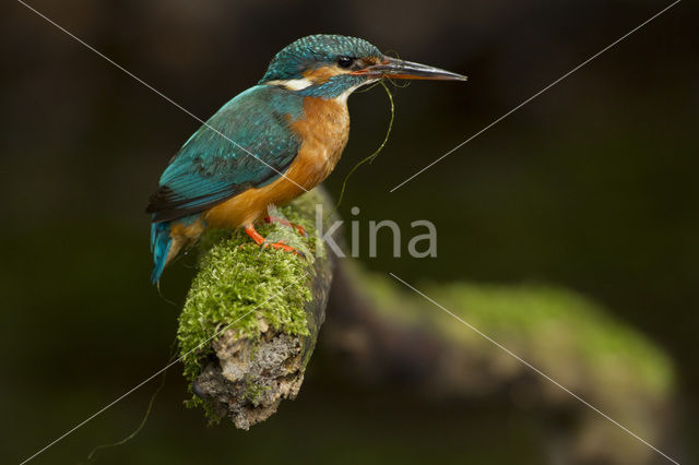 IJsvogel (Alcedo atthis)