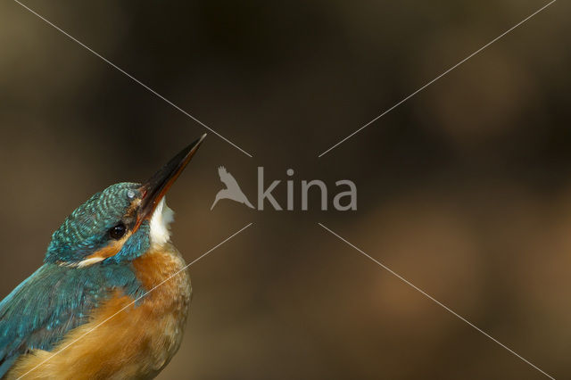 IJsvogel (Alcedo atthis)