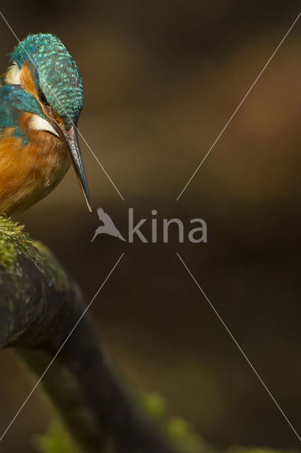 IJsvogel (Alcedo atthis)