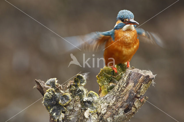 IJsvogel (Alcedo atthis)