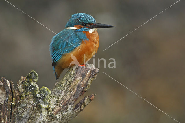 IJsvogel (Alcedo atthis)