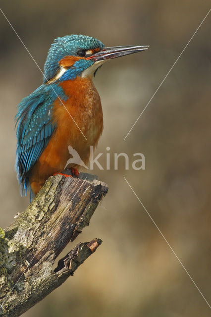 IJsvogel (Alcedo atthis)