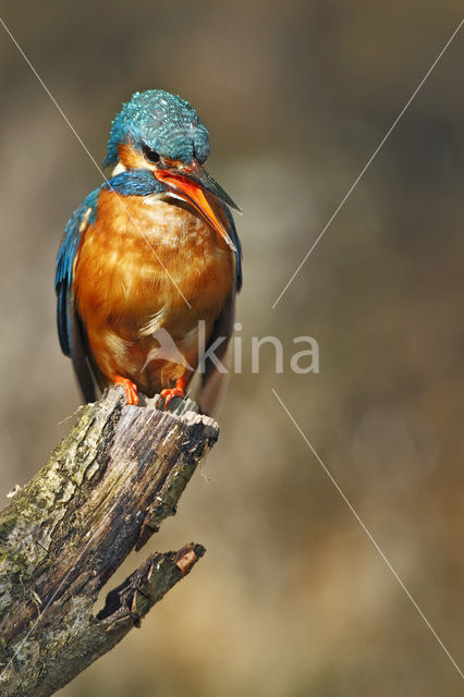 IJsvogel (Alcedo atthis)