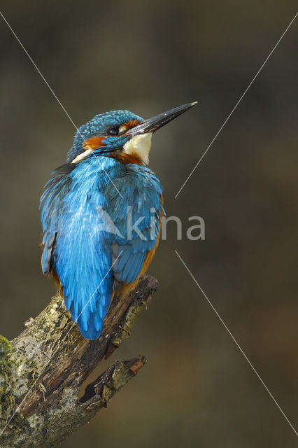 IJsvogel (Alcedo atthis)