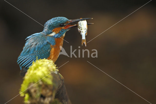 IJsvogel (Alcedo atthis)