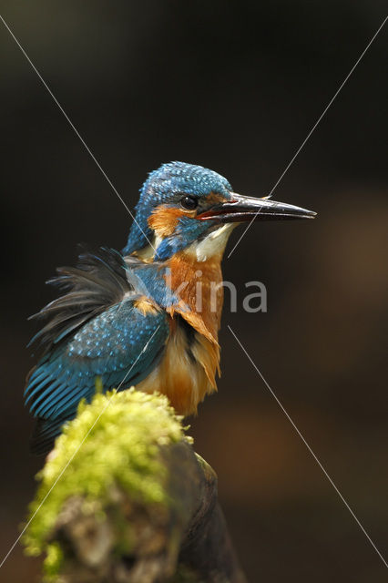 IJsvogel (Alcedo atthis)