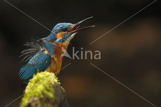 IJsvogel (Alcedo atthis)