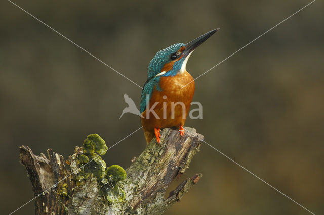 IJsvogel (Alcedo atthis)