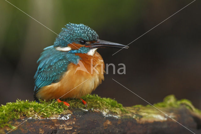 IJsvogel (Alcedo atthis)