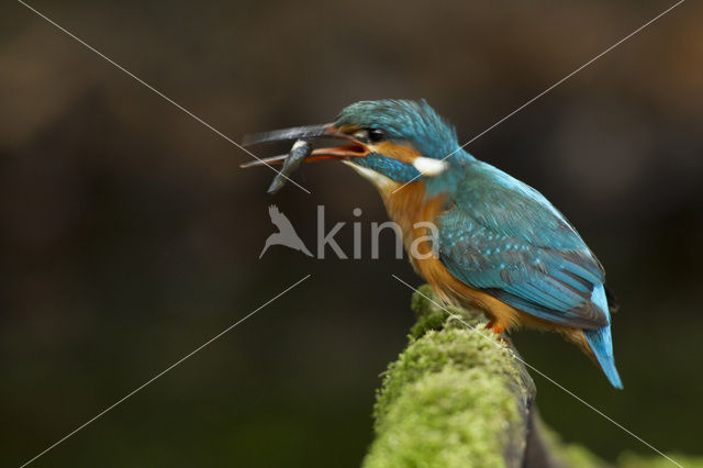 IJsvogel (Alcedo atthis)