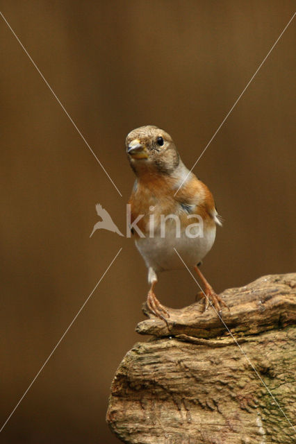 Keep (Fringilla montifringilla)