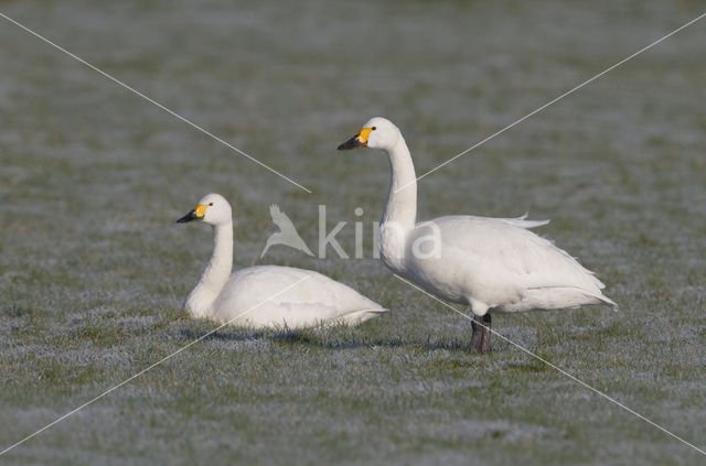 Kleine zwaan (Cygnus bewickii)