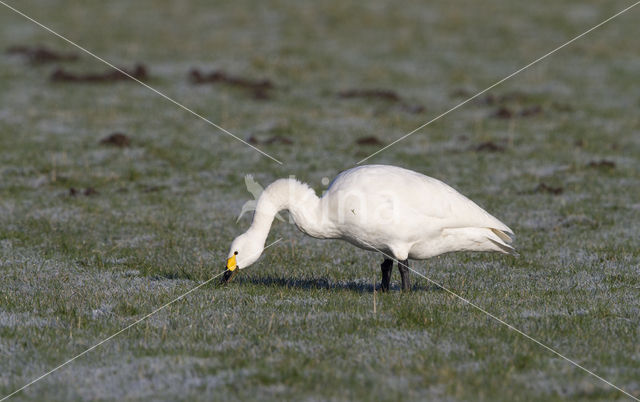 Kleine zwaan (Cygnus bewickii)